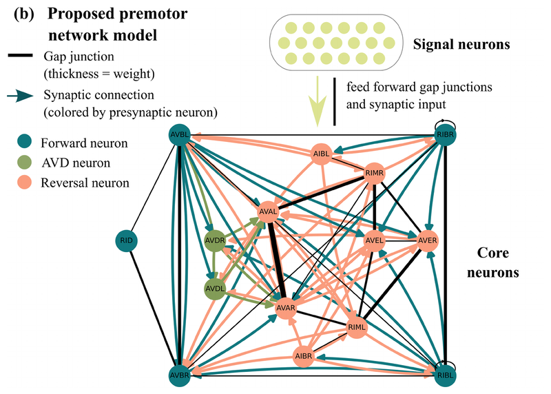 Figure from “A data-driven biology-based network model reproduces C. elegans premotor neural dynamics”